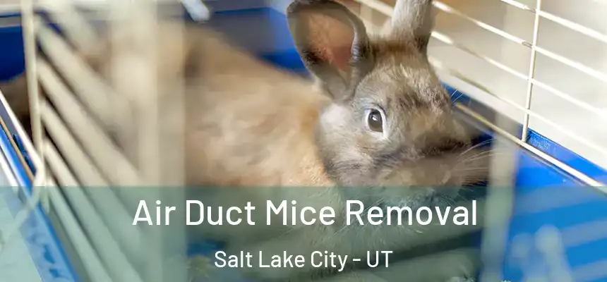 Air Duct Mice Removal Salt Lake City - UT